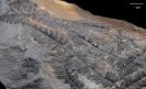 Scolecopteris densifolia
