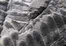 Scolecopteris oreopteridia