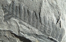 Scolecopteris cf. polymorpha