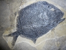 Eurysomus maerurus