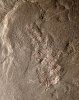 Annularia spicata Gutbier 1849