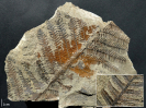 Scolecopteris oreopteridia
