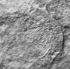 Uronectes fimbriatus (JORDAN 1847)