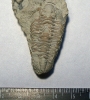 Trilobit Calymene