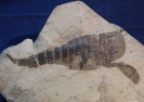 Eurypterus lacustris (Harlan 1834)