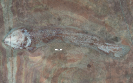 Guizhouamia bellula Liu et al., 2002 