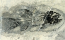 Gymnoichthys inopinatus Tintori et al., 2010 