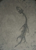 Keichousaurus hui Young, 1958