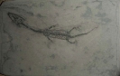 Keichousaurus hui Young, 1958