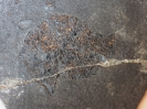 Kyphosichthys grandei Xu & Wu, 2012