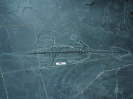 Lariosaurus xingyiensis Li, Liu & Rieppel, 2002