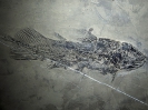 Luopingcoelacanthus eurylacrimalis Wen et al., 2013