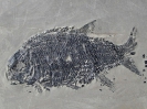 Luopingichthys bergi Sun, Tintori & al., 2009