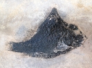 Luoxiongichthys hyperdorsalis Benton et al., 2011