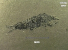 Peltopleurus orientalis Su, 1959