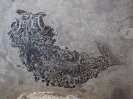 Perleidus sinensis Lombardo, Sun, Tintori, Jiang & Hao, 2011