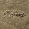 Protamphisopus baii Fu & Wilson, 2010