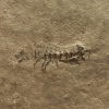 Protamphisopus baii Fu & Wilson, 2010 