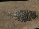 Sangiorgioichthys sui Tintori et al., 2011 