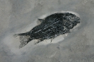 Panxianichthys imparilis Xu & Shen, 2015