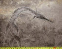 Saurichthys (Sinosaurichthys) longimedialis Wu et al. 2011