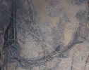 Saurichthys (Sinosaurichthys) minuta Wu et al. 2011