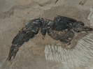 unbestimmter Decapode