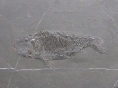Wushaichthys exquisitus Xu, Zhao & Shen, 2015