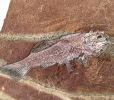 Xingyia gracilis (Liu et al., 2003)