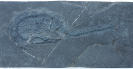 Xinpusaurus sp.