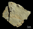Arthropodenspur