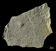 Procolophonichnium