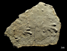 Procolophonichnium 