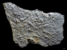 Procolophonichnium 