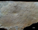 Spurenfossil  Rhynchosauroides sp.