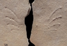 Spurenfossil Rhynchosauroides sp.