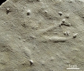 Spurenfossil Rhynchosauroides sp.