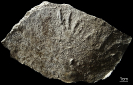 Rhynchosauroides sp. mit Dermalstruktur