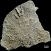 Rhynchosauroides sp. mit Dermalstruktur