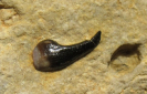  Placodontier Zahn