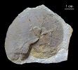 Beneckeia buchi