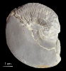 Beneckeia buchi