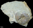Beneckeia buchi