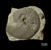 Beneckeia buchi