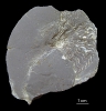 Beneckeia buchi 