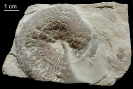Beneckeia buchi 