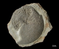 Beneckeia buchi (Alberti 1834)