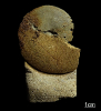 Beneckeia buchi (Alberti 1834)