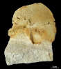 Beneckeia buchi mit einigen Details