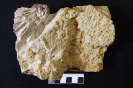 Carnallicrinus carnalli